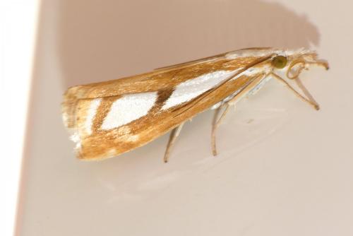 Réf. 207 587 : Catoptria permutatellus